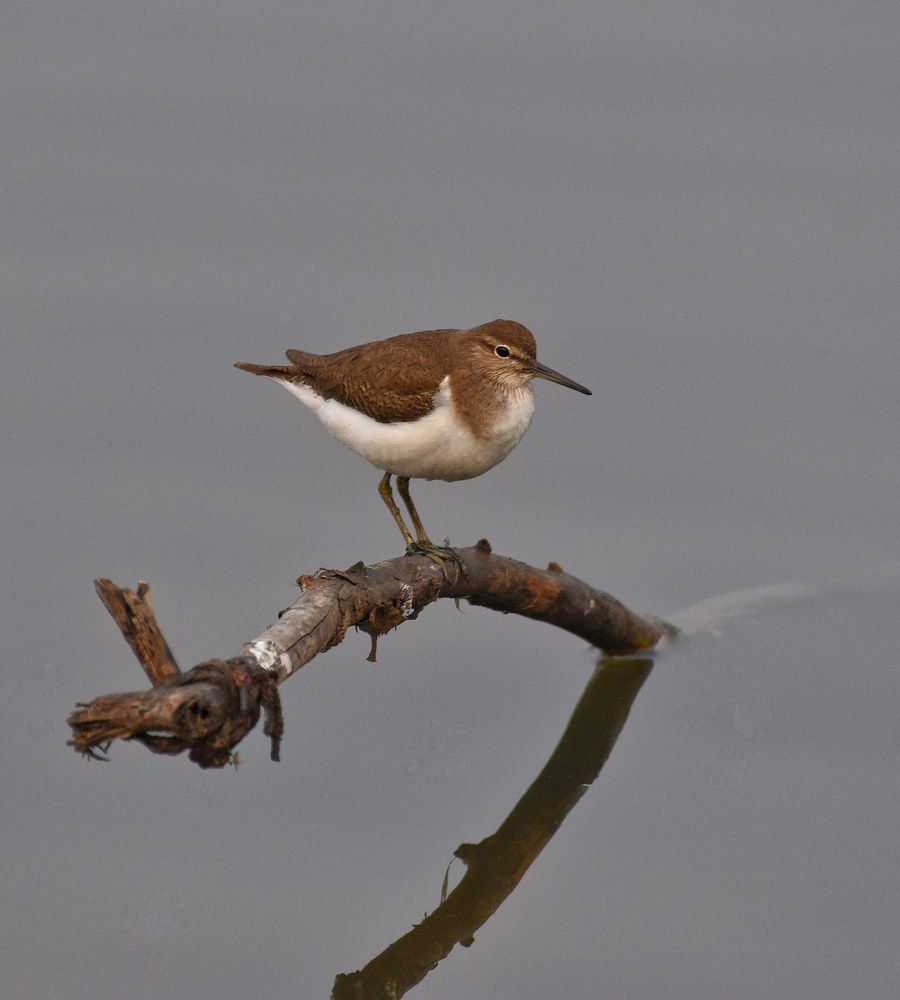 Common Sandpiper