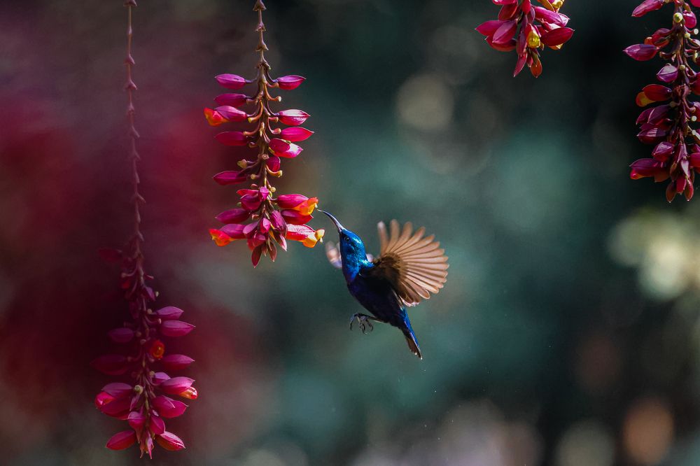 Photograph by ArkaChanda Roy