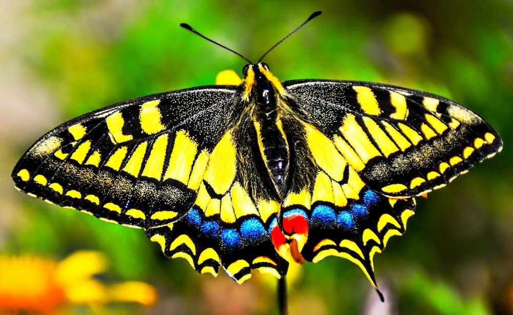 Photograph by Maria Teresa Teixeira de Sousa