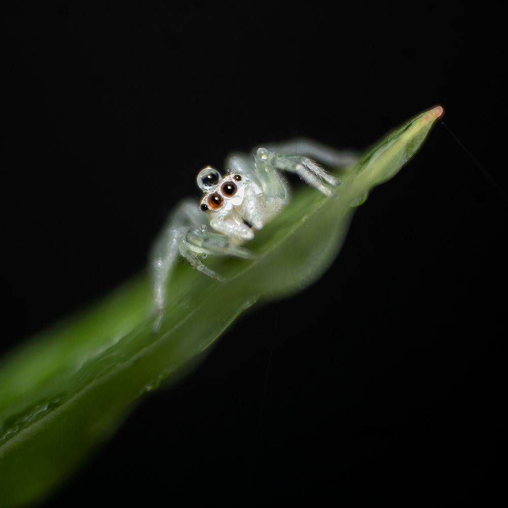 Spider with crown