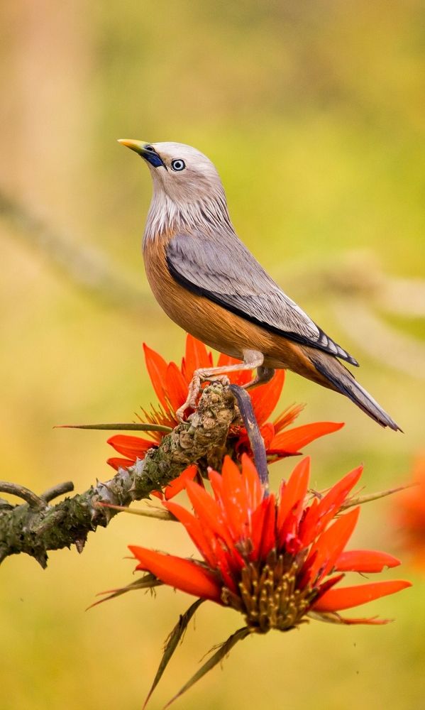 Chestnut-tailed Starling