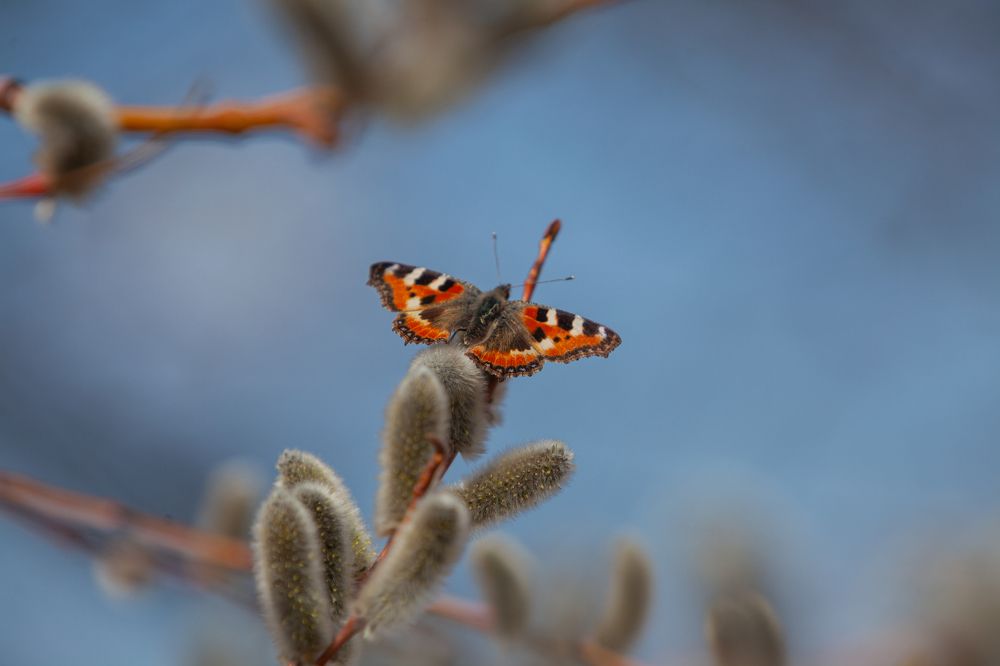Photograph by Денис Дорошенко