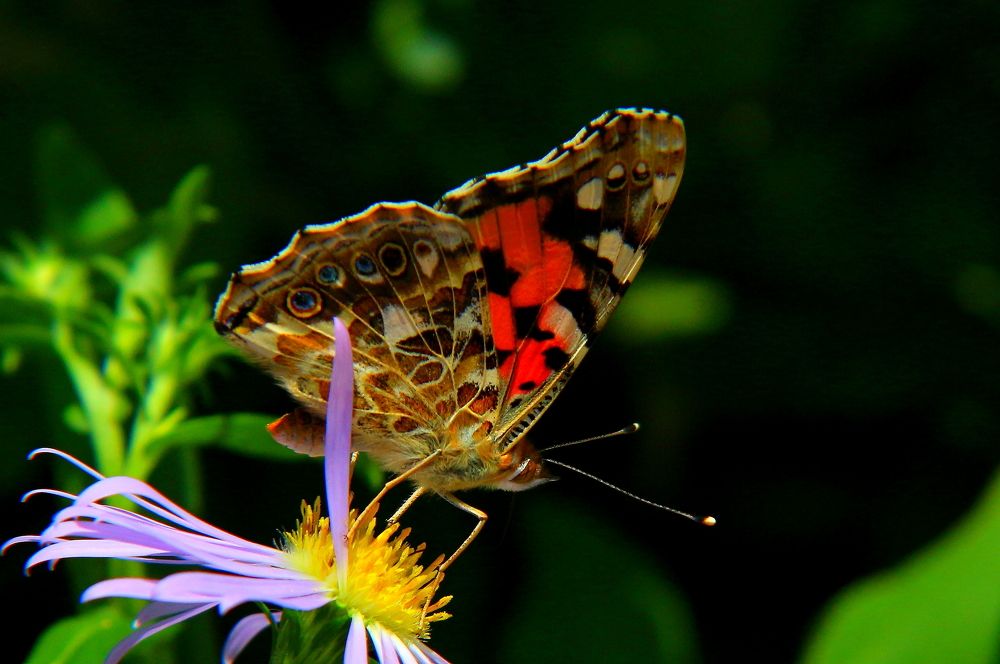 Photograph by салим насыпов