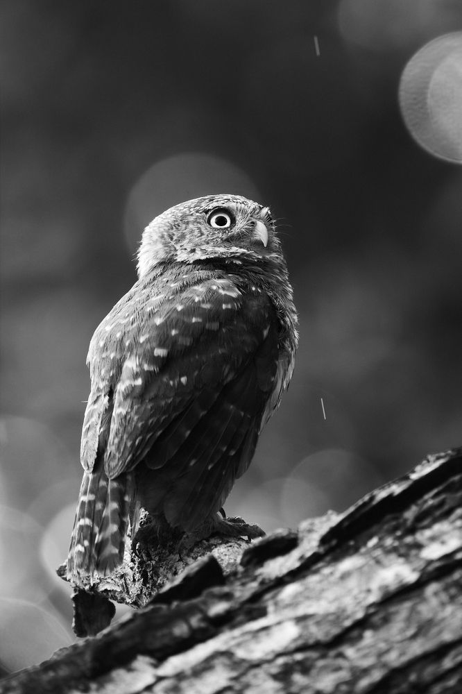 Photograph by Carlos Manuel Peguero Gomez