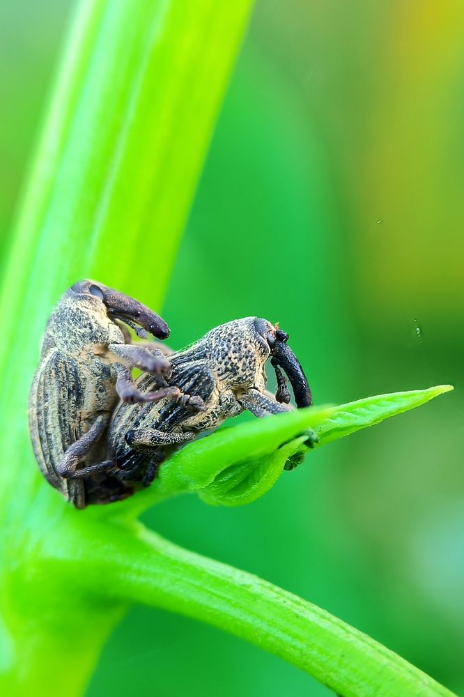 Photograph by Kiran Kiru