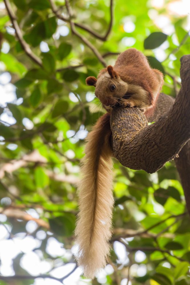 The Indian giant squirrel or Malabar giant squirrel (Ratufa indica)