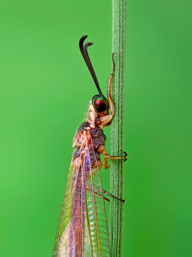 Фотография автора Ramprasad Das