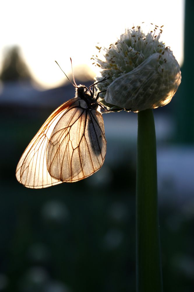 Photograph by Анна Валерьевна