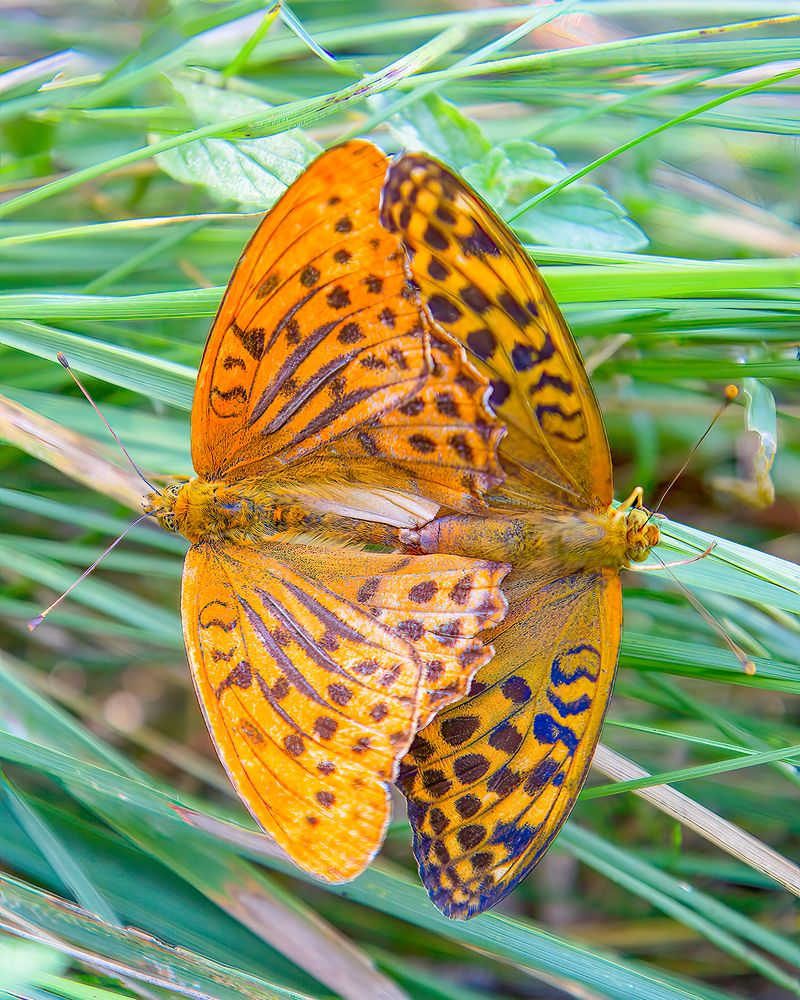 Photograph by Юрий Спасенников