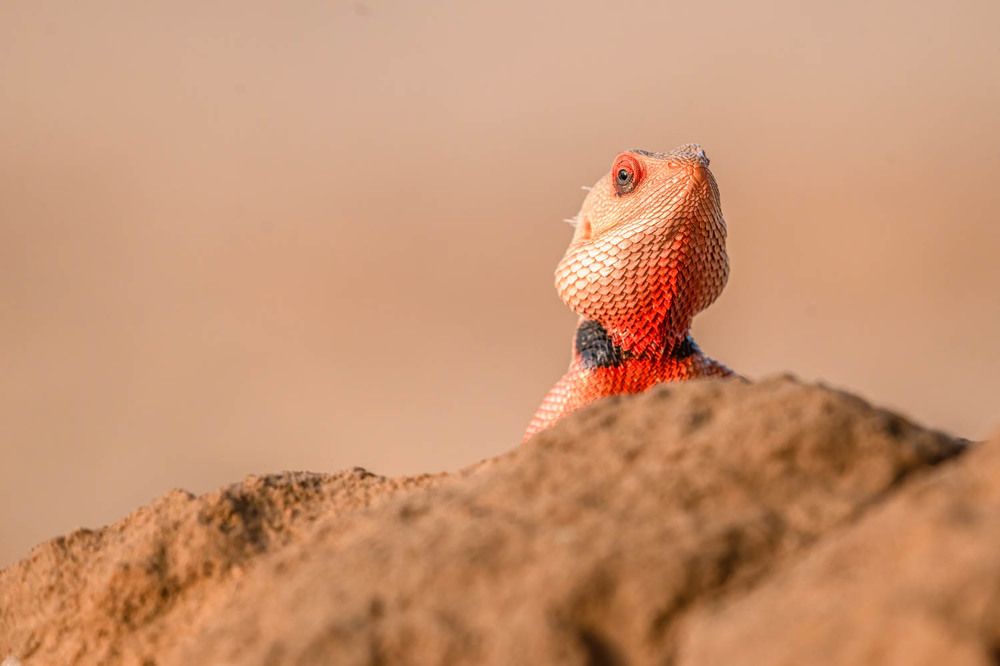 Фотография автора HITESH PATEL