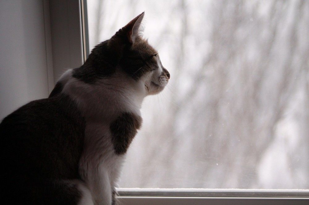 Photograph by Елена Глухарева