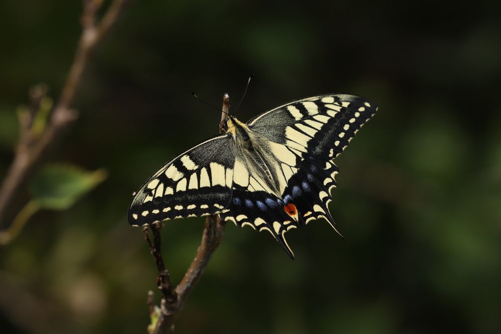 Photograph by Se Lena