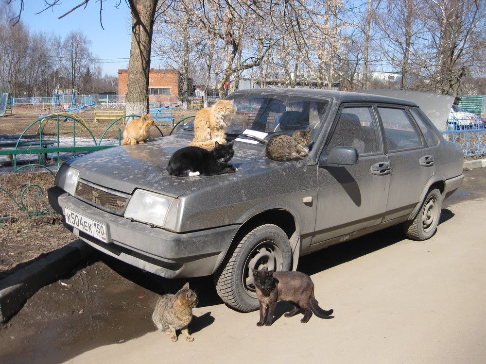 Кошачье обрание