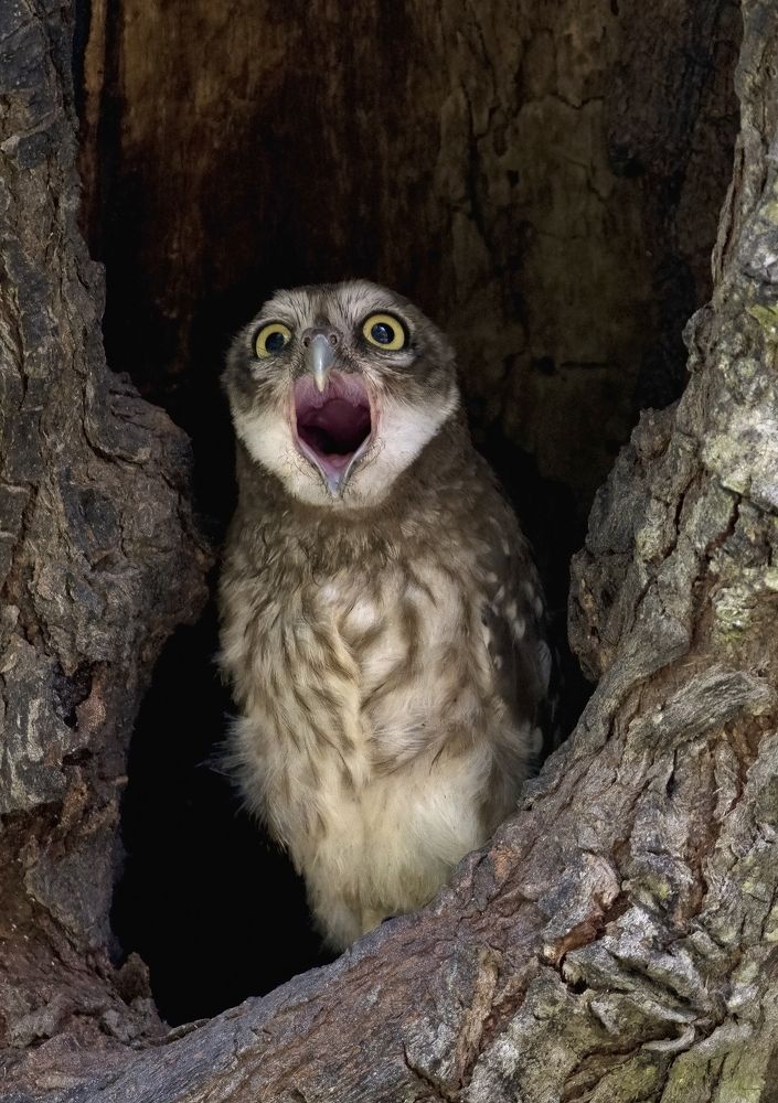 Photograph by Angshuman Mitra