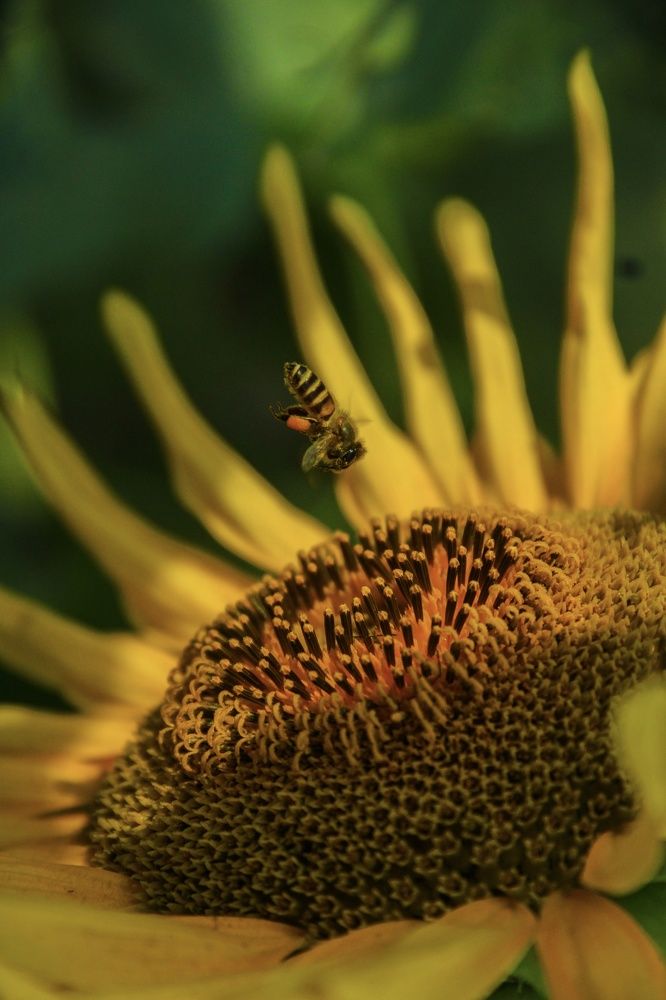 Honey bee is hum voice of garden
