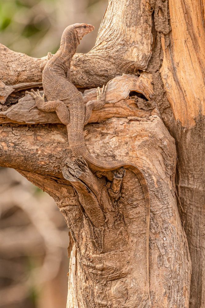 Фотография автора HITESH PATEL