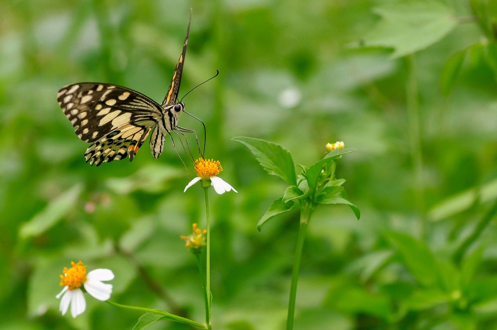 Photograph by Maryanto
