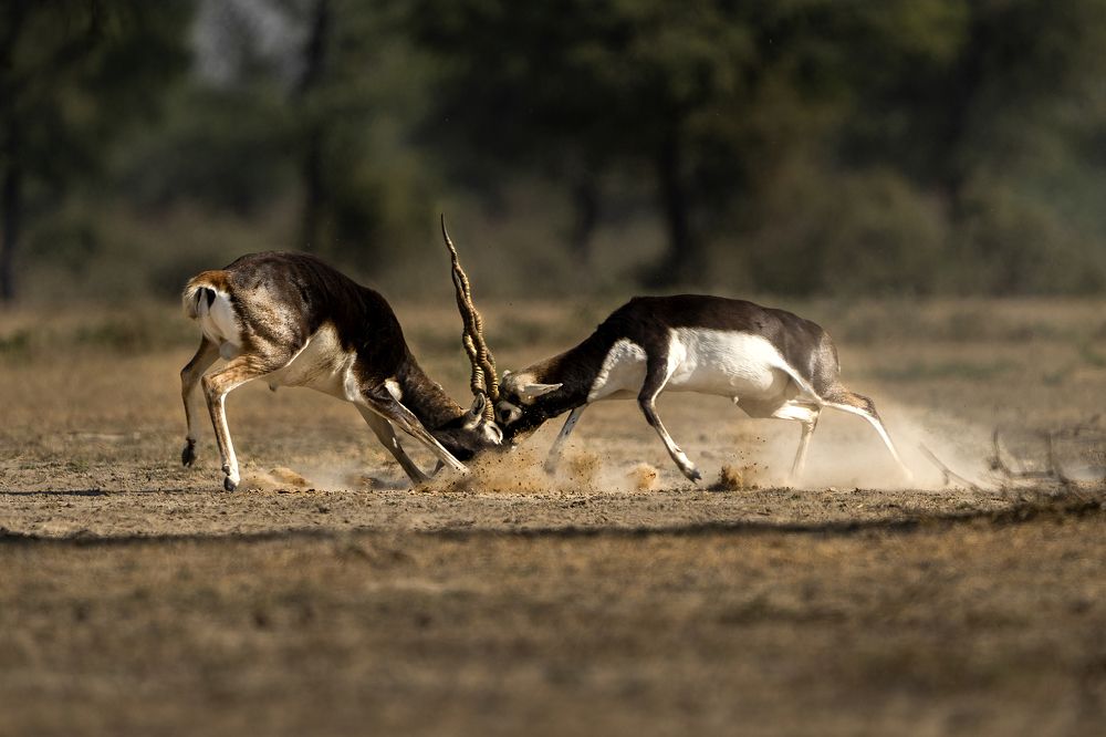 Photograph by Ramakant Kulkarni