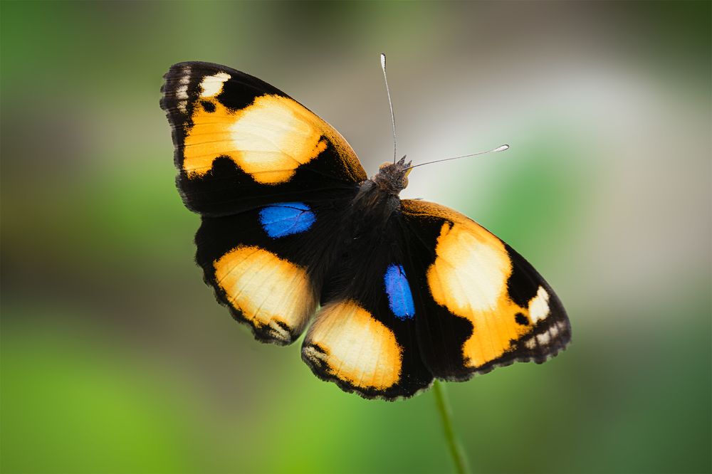 Photograph by Khalid Al-Wadhaihi