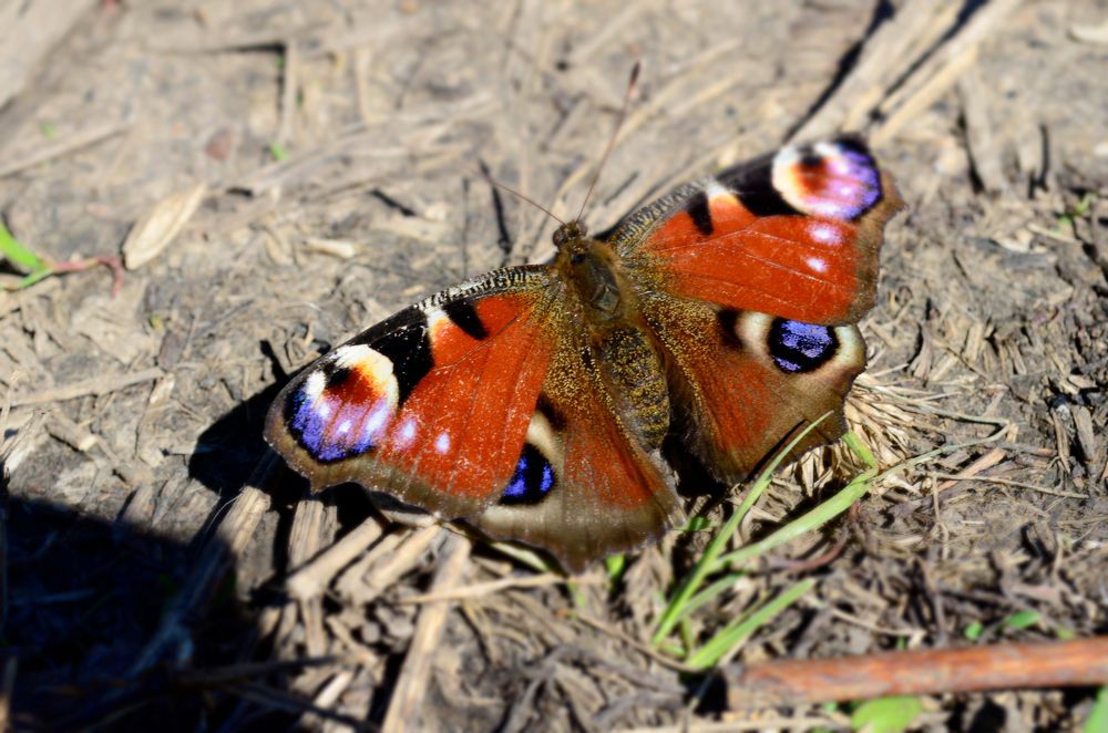 Photograph by Дмитрий Граждан