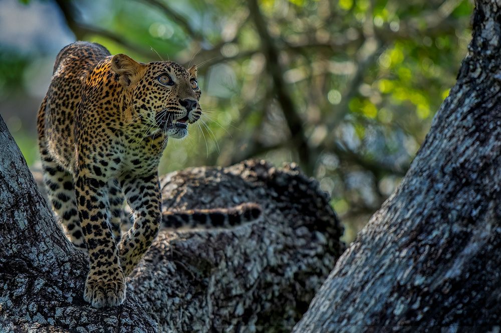 Photograph by Jagath Kalupahana