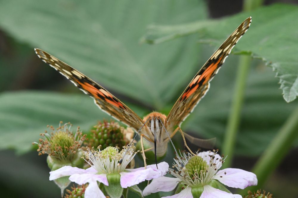 Photograph by Наталия Шинкевич