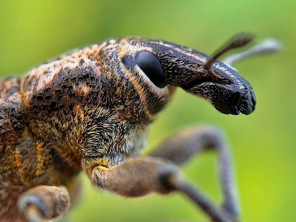 Долгоносик чертополоховый двухкилевой (Cleonis pigra)