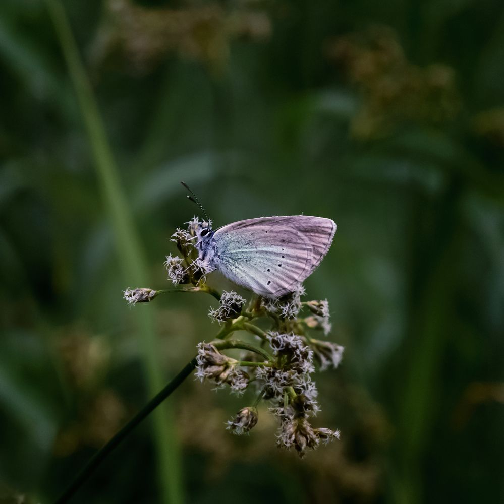 Photograph by Stanislav Shelby