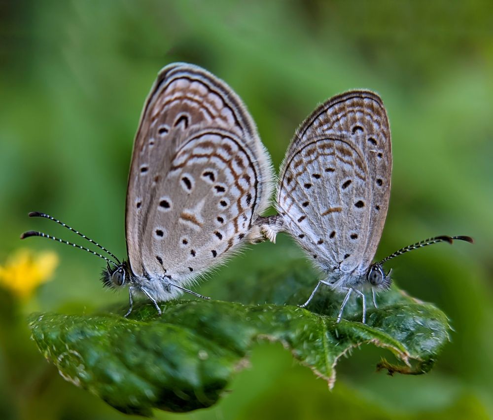 Photograph by Ajeesh A
