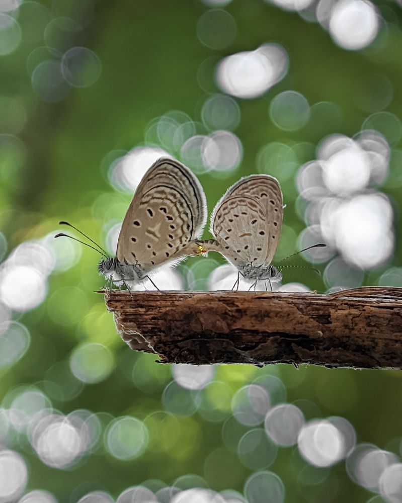 Photograph by Ajeesh A