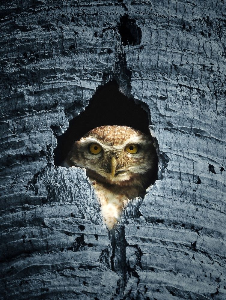 Photograph by Somnath Acharyya