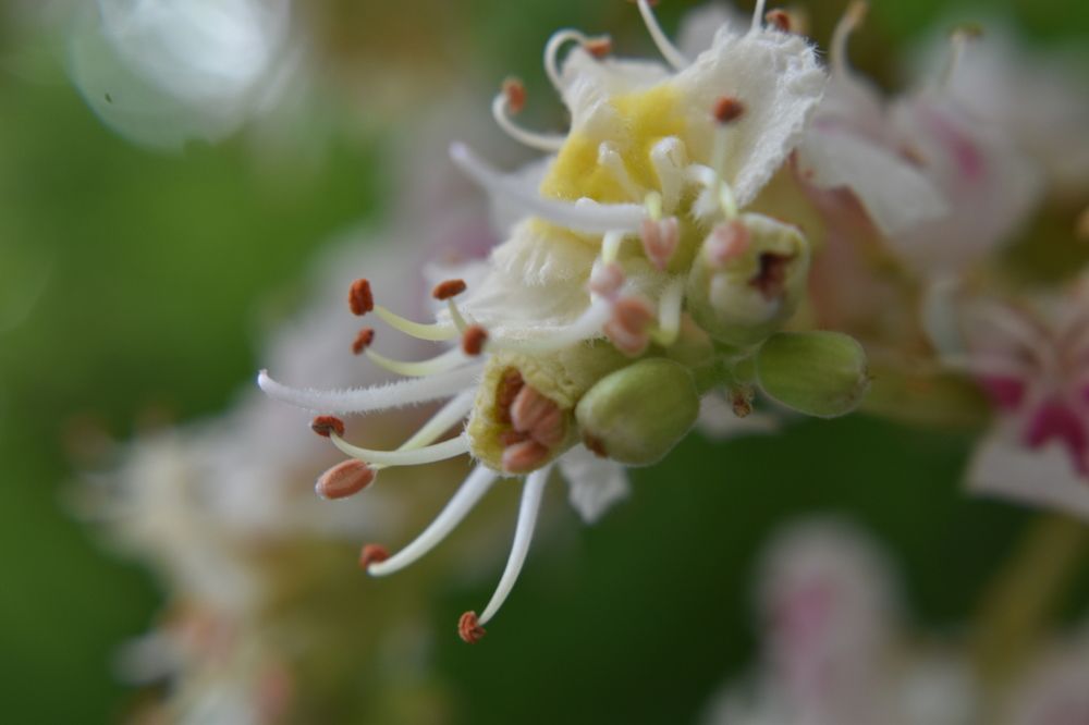 Цветы каштана