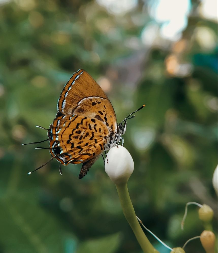 Photograph by Ajeesh A