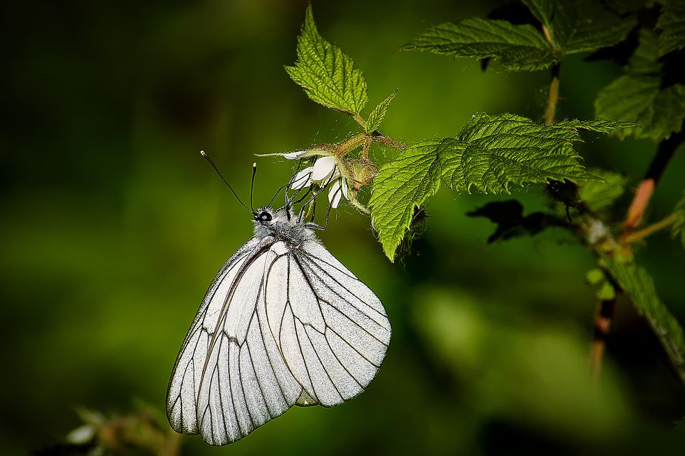 Photograph by Сергей Лисов