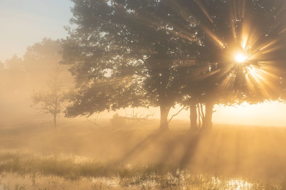 Летнее утро