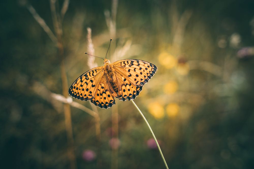 Photograph by Александр Дмитриев
