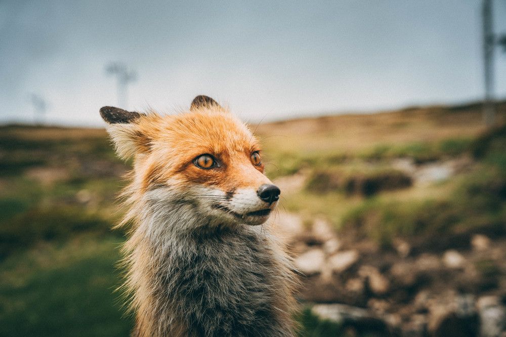 Photograph by Александр Дмитриев