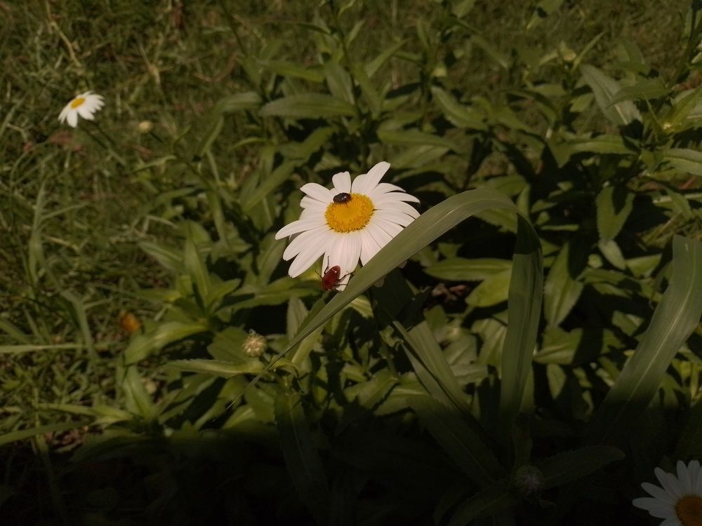 Photo #9196715