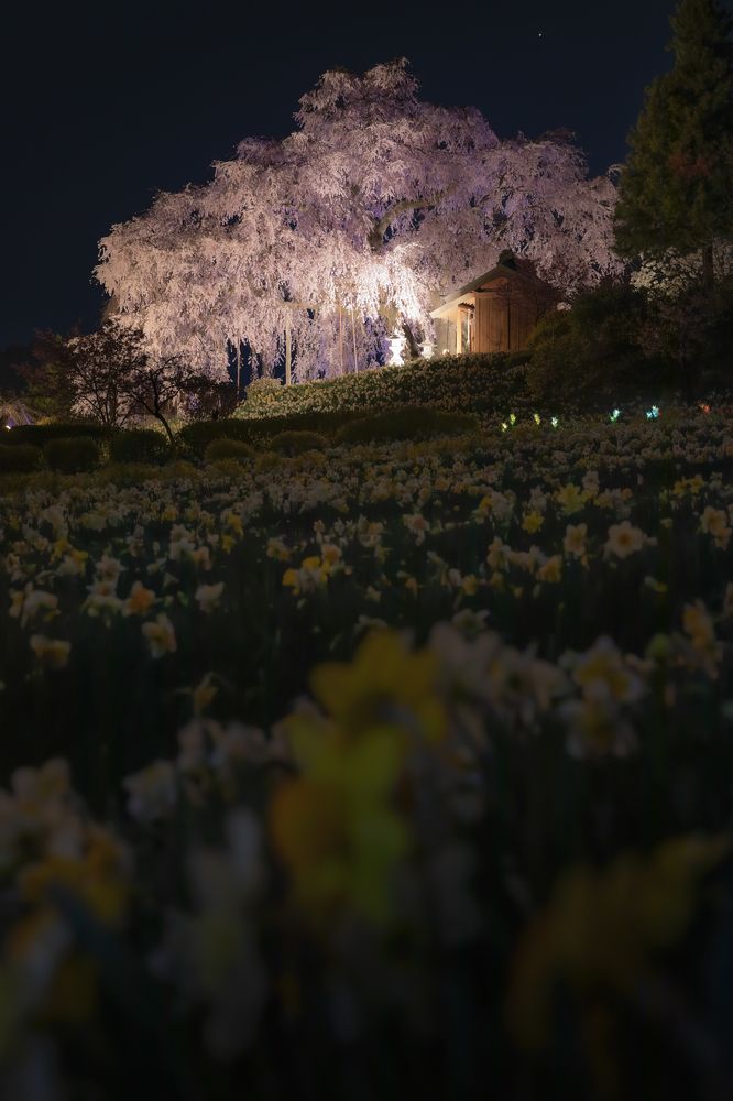 Photograph by photo_booooy