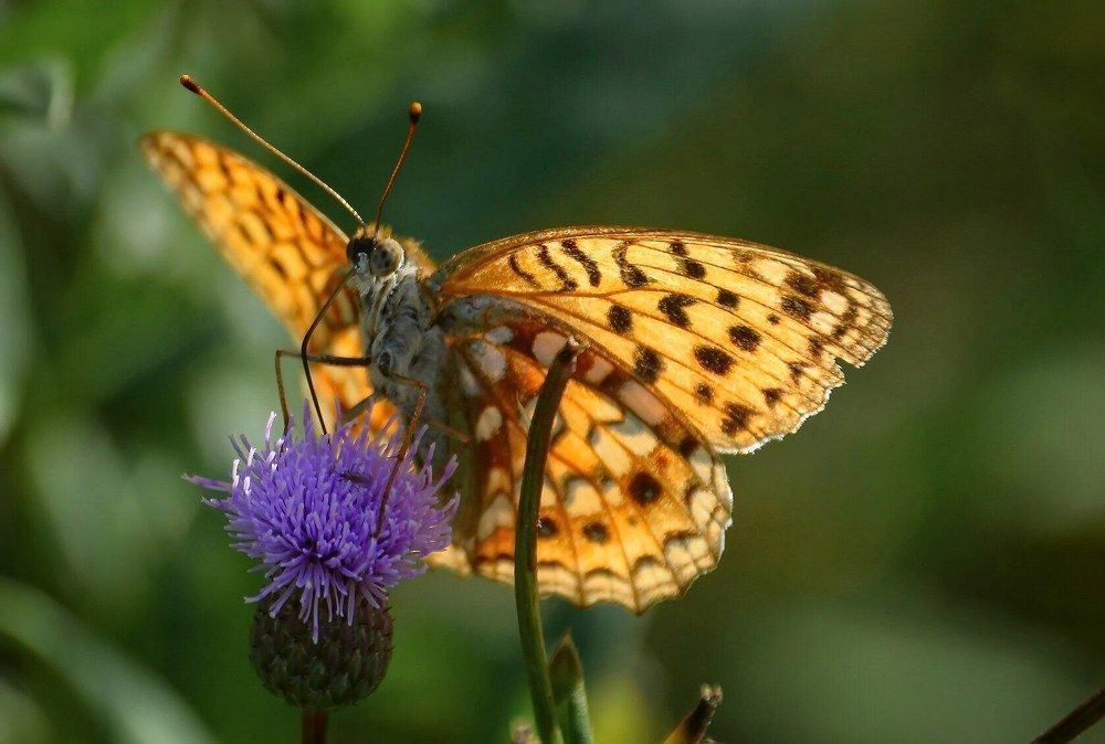 Photograph by Шевченко Алексей