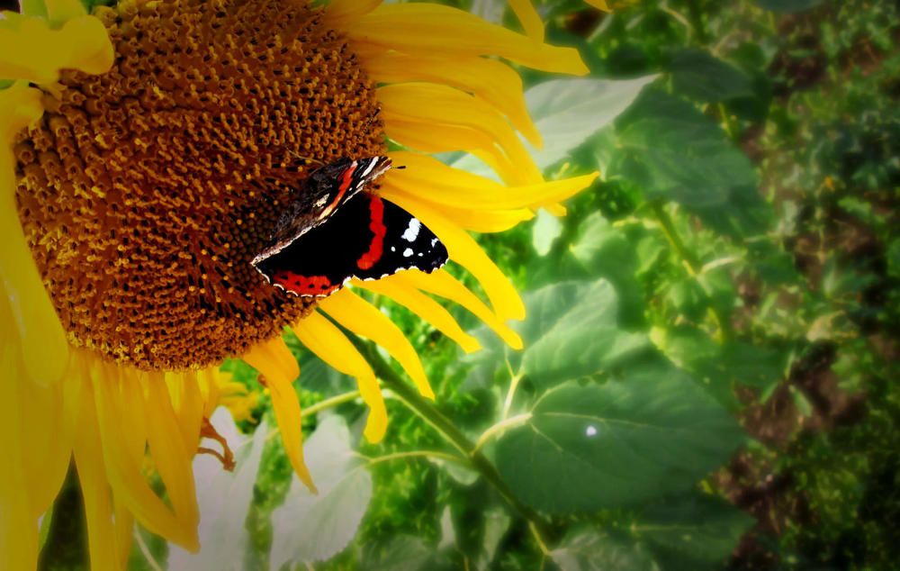 Photograph by Шевченко Алексей