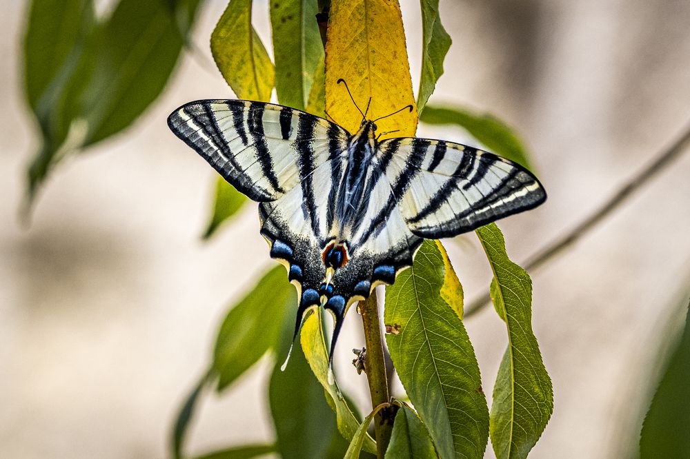 Photograph by Amelia Pardo