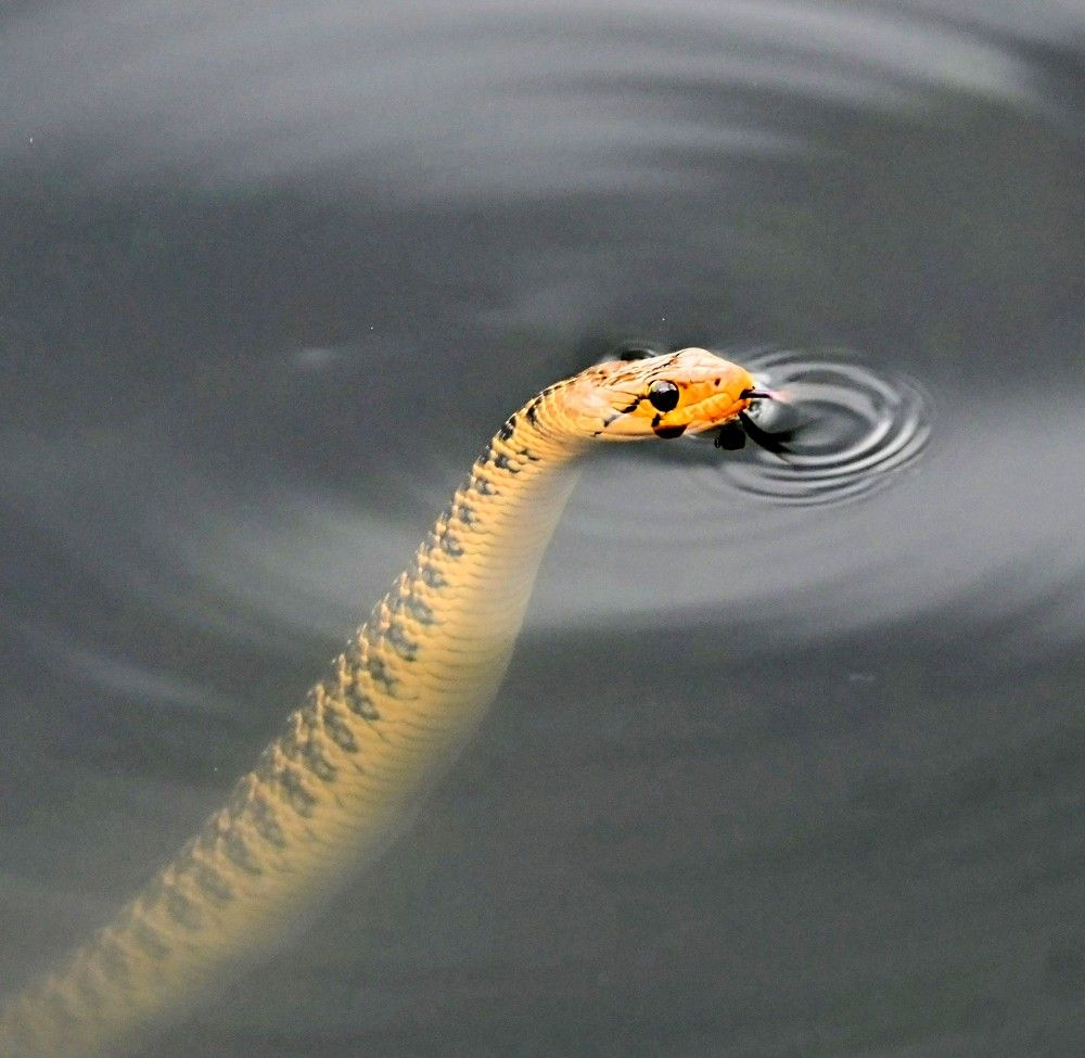Photograph by Nirup Datta