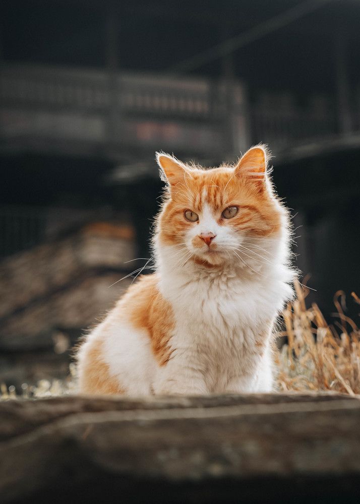 Совершенство