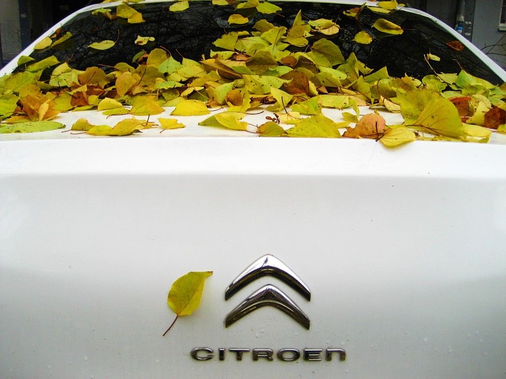 Ноябрь / November