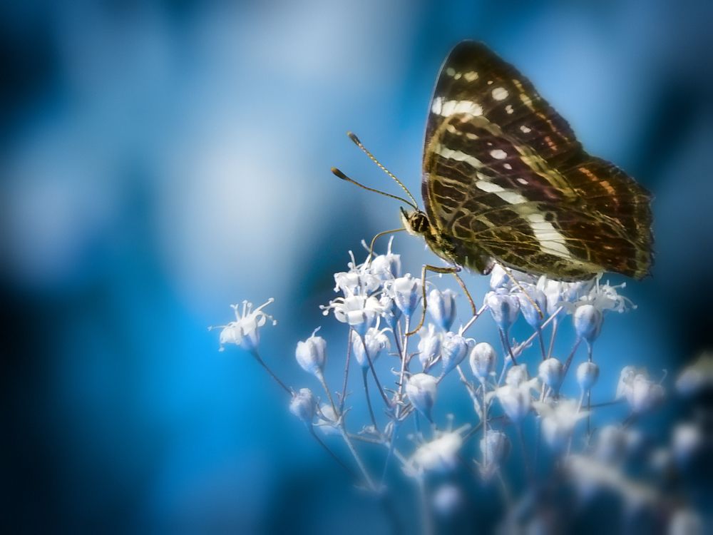 Photograph by Margarita