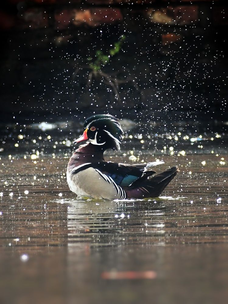 Photograph by Somnath Acharyya