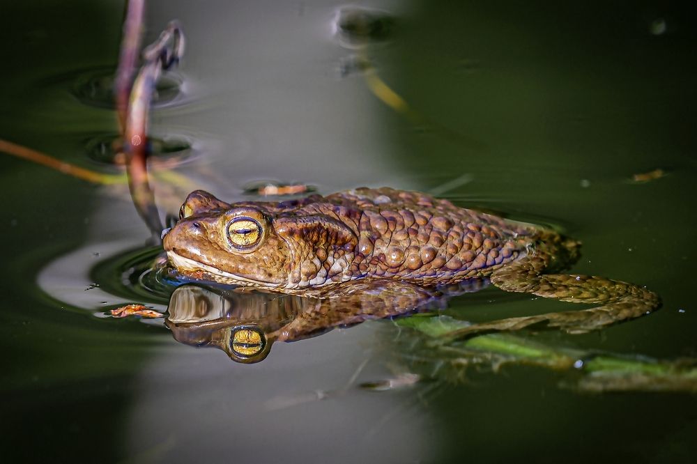 Принцесса на выданье