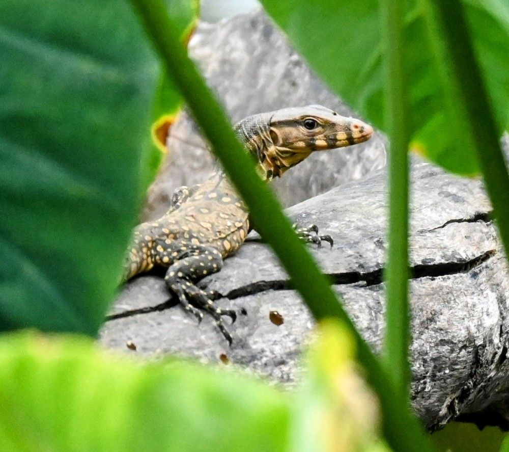 Photograph by Nirup Datta
