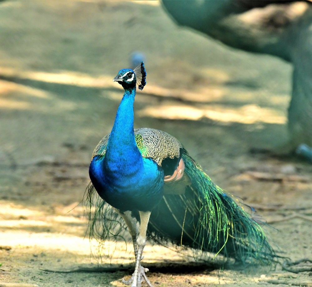 Photograph by Nalin Sahay